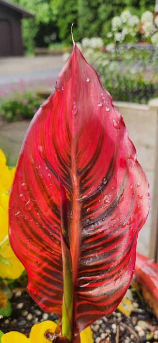 A single red leaf of a durban canna lily. The leaf has green veins and has just unfolded from an emerging stalk.