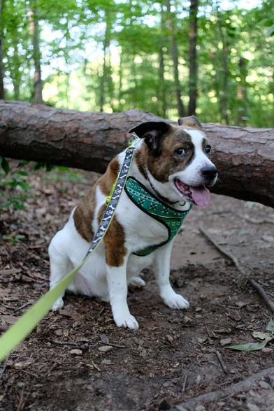 A white and brown dog sitting on a park trail in the woods, in front of a fallen tree under which he just came through. Tongue out and looks 'accomplished.'