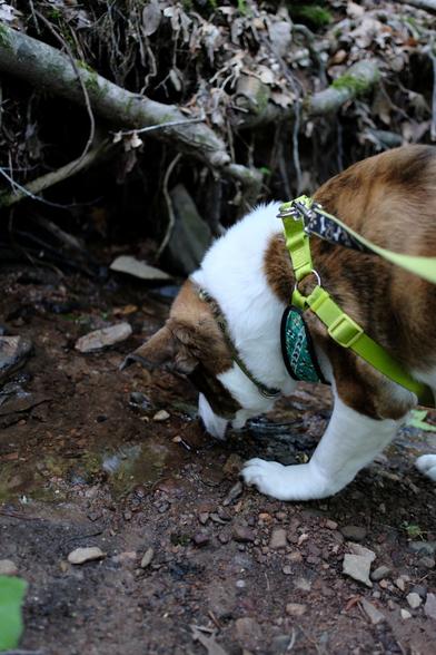 A white and brown dog having a water break at a mountain stream in the woods