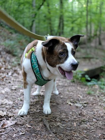 A white and brown dog standing on a park trail in the woods with his tongue hanging out, perhaps a bit tired from the walk