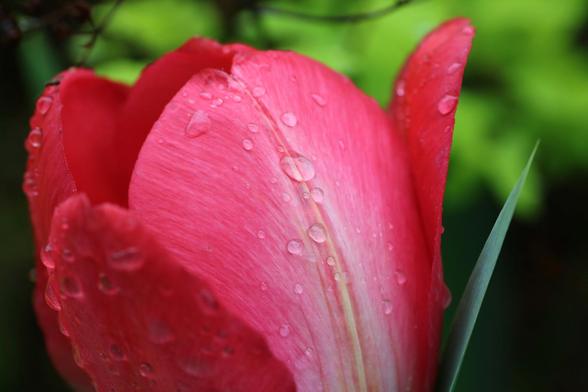 Macro photograph of raindrops on a red tulip flower, slightly open and with yellow and white lines on the outside of one petal. There is a tiny black fly on top of one petal, blurred in the back. The background is bright green.
