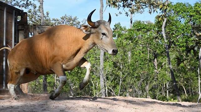 Rare wild cattle herded in Cambodia by helicopter