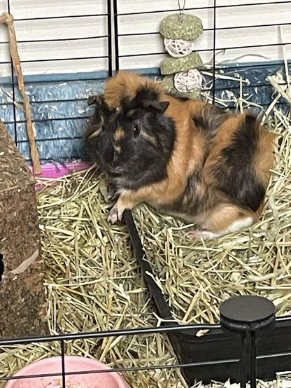 A tricolor guinea pig with brown, black, and white fur sits on a bed of hay inside a wire cage. To the left is a small, hollow, log-shaped hideout. In the background, hanging from the top of the cage, are two green and pink spherical toys. A pink bowl is visible in the bottom left corner.