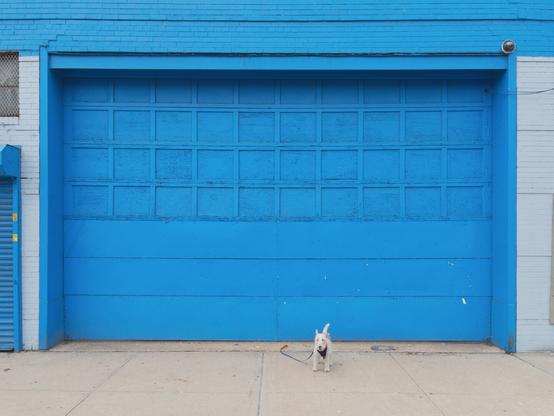 A dog stands in front of a large blue garage door.