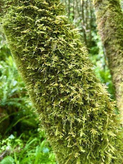 Thick dense fronds of moss coat a leaning tree trunk.