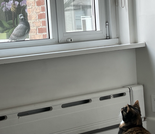 Color photo the bottom of a white wall and ledge with windows above. Looking through the window as a large pigeon in the upper left corner staring down at the lower right corner where a tortoiseshell cat looks up at it