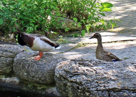 A male mallard duck is preening his chest feathers at the rock edge of a pond water feature with his orange webbed feet almost to the edge of the rock. A female duck stands on the pathway behind him watching attentively. There are green leafy plants beyond with some long shadows on the paver pathway next to them.
