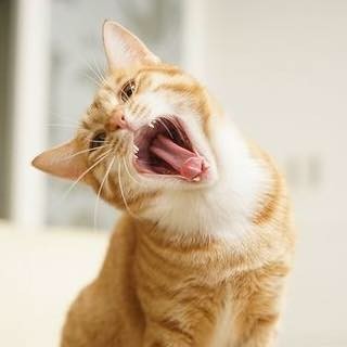 Kitty yawning or yelling