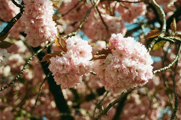 Blossom