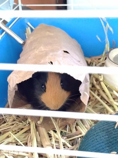 A guinea pig in a paper tube looking at the camera