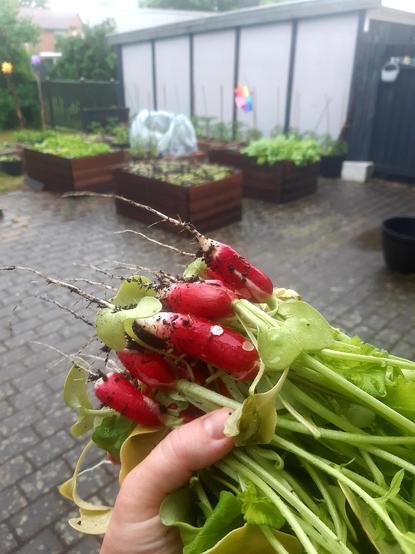A big bunch of freshly picked radishes with a raised bed kitchen garden in the background.