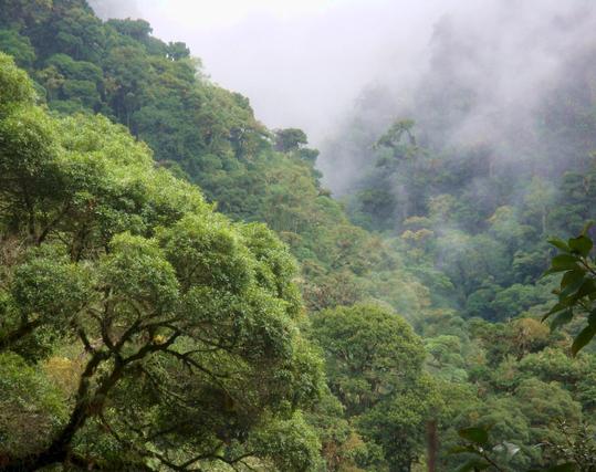 Nebelwald an den Hängen des Vulkans Baru in Panama