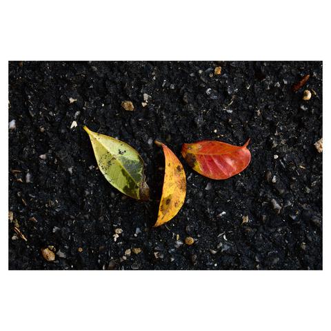 Closeup of three fallen leaves on a dark, rough pavement. The leaves are green, yellow and red (left to right).