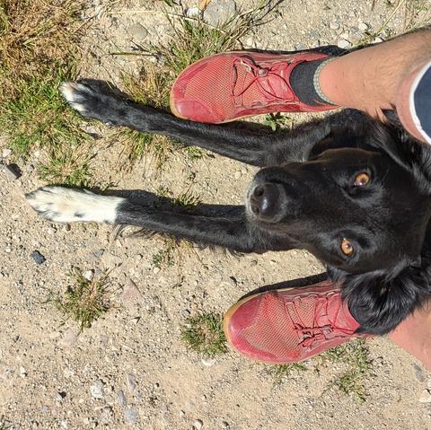 Paddy the Irish mutt laying on the ground between my legs looking up at the camera. You can see my red shoes on either side of him and his amber eyes and one white paw (sock)
