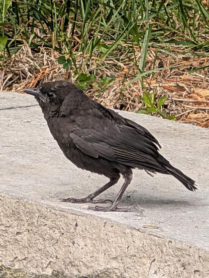 A young common grackle perched on a cement wall with green and dead brown grass in the background.