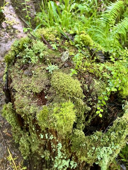 An assortment of different moss and lichens populate the top and sides of an old decaying tree stump. There is a little universe of soft shapes and textures to get lost in.