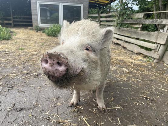 An old domestic pig looks kindly into the camera with small eyes Its bristles are gray and it seems to be smiling
