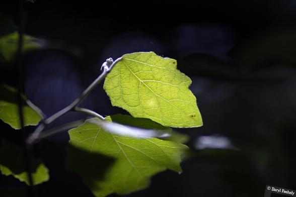 A green leaf back lit by the sun.