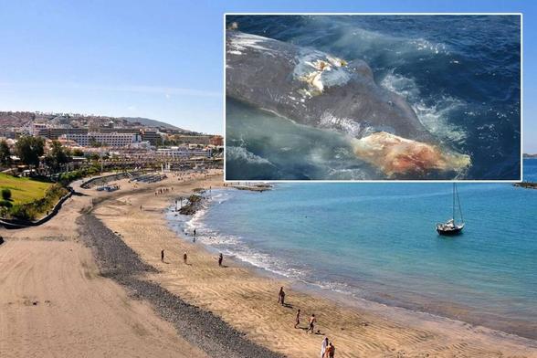 Canarian Weekly - Dead baby whale found on Fañabe Beach in Costa Adeje