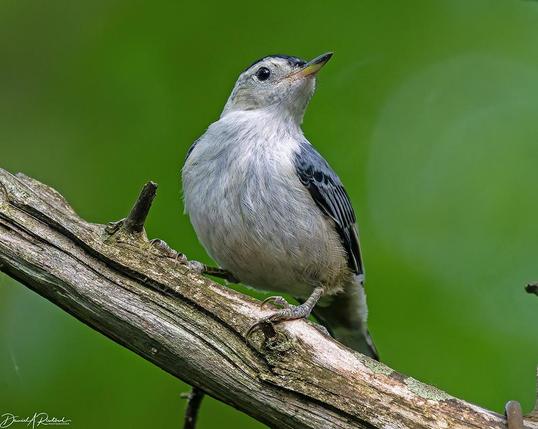 White bird with black eye, dark wings, and bicolored yellow and black bill, perched on a tree branch