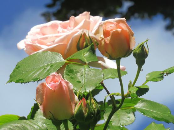 Lachsfarbene Duftrosen vor blauem Himmel. Knospen und eine geöffnete Blüte