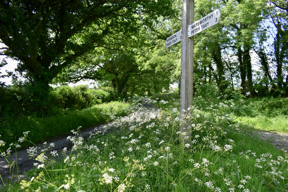 Signpost and cow parsley
