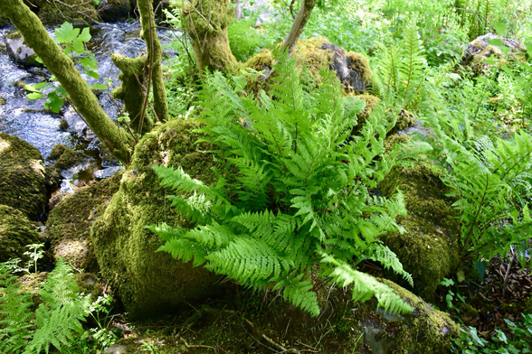 Ferns and mossy rock