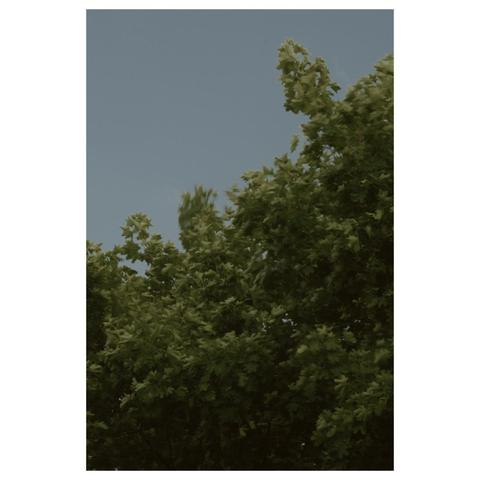 Eine windige Böe setzt die Äste eines Ahornbaumes in Bewegung. Manche verschwimmen vor dem grauen Himmel und manche sind noch scharf zu erkennen. Je nachdem, wie stark der Wind sie erfasst hat.