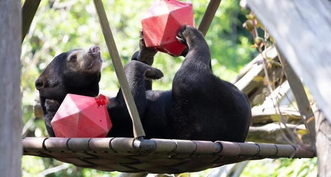 Bear Shocks Vets By Going into Remission From Terminal Cancer After Taking Meds in Honey–a Rare Treat That Delights Her