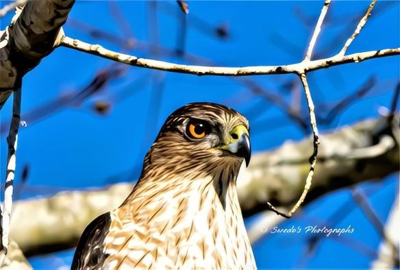 "This image captures a stunning Cooper’s hawk (Accipiter cooperii)**, its sharp gaze cutting through the frame with quiet intensity. The hawk’s head is tilted slightly, revealing the intricate layering of its finely barred feathers, which transition from warm russet tones on its chest to sleek gray across its back. Its piercing red-orange eyes burn with focus, embodying both precision and power.

The hooked beak, dark and formidable, curves downward—a silent testament to the bird’s predatory prowess. The lighting accentuates the hawk’s well-defined features, casting a subtle glow along its sleek plumage while highlighting the rich textures of its feathers. The background remains unobtrusive, allowing the hawk to dominate the composition with its regal presence. Every detail—from the sharp contrast between its chest markings to the fierce intensity in its stare—captures the essence of a formidable yet graceful hunter." - Copilot