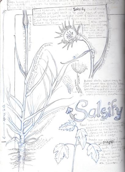 Sketch of a salsify plant, flower, and seed and a sketch of a maple seedling, alongside text that reads, "Been living off the land a little more this week, gathered a table with several samples to sketch while I listen to nature sounds from the Ozarks. Found and positively identified salsify, one of those veggies we loved back in ye olde days of yore. Collected a sample to take home and sketch, then I cut the greenery off and planted the root before the rains begin. I also gathered seed, planted some, and will save the rest. Might try indoors soon. Bolted stalks were easy to spot above the grass, was glad I went when I did, it was next to a field that was recently mowed, their field was probably next.  Found a bunch of maple seedlings, washed them with vinegar and gave to the birds, weaving between the bars of the cage. Made me realize I could grow maple and elm indoors for the birds. Seedlings gently pulled up are doing okay in water, also planted samara.
