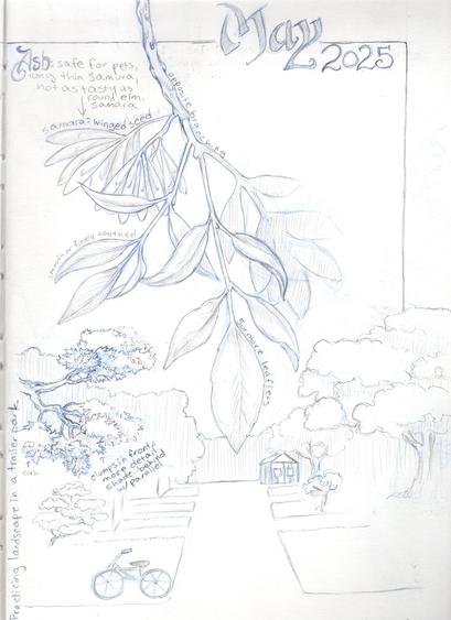 Sketch of an ash branch, noting it's a safe wood for pets, but not as tasty as elm samara. (Elm samara are round, ash is long) Samara means winged seed. Notes that I'm practicing my landscape in a trailer park, doodle of one of our streets with a kid's bike laying down, a focus on sketching trees at various distances.