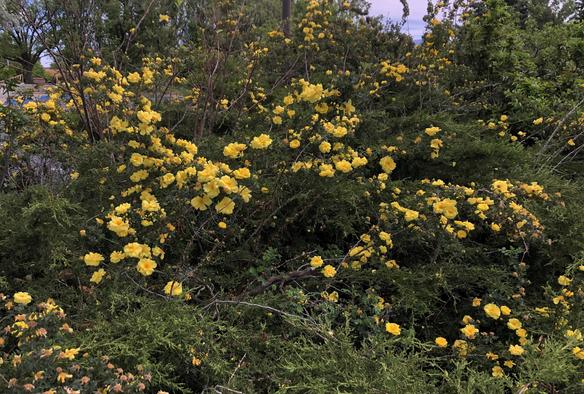 photograph of bushes bursting with yellow rose blooms