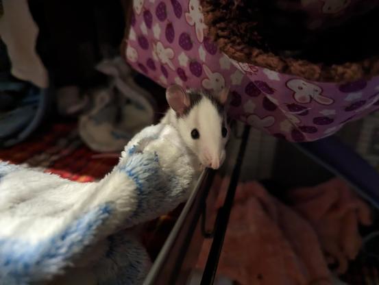 A white baby rat with gray markings behind his ears