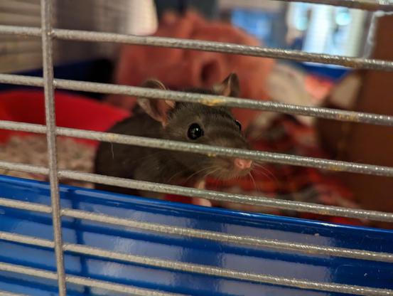 a dark baby rat looking out from an enclosure