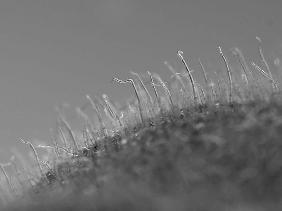 Leaf, macro, black and white, photo