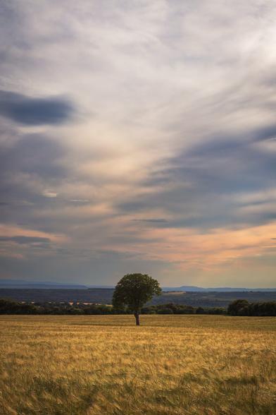 Certical photograph showing a tree in a wheat field under an evening sky.