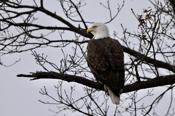 An adult Bald Eagle (white head and tail, blackish-brown body, large and wickedly curved yellow beak) facing left and away from the camera perched on a bare branch against a gray sky and smaller bare branches.