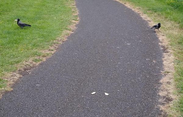 2 crows arrive for crackers and cat food.