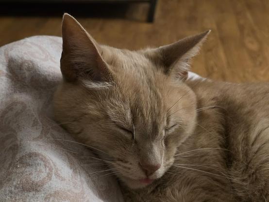 Sandy cat asleep on my leg with a slight blep.
