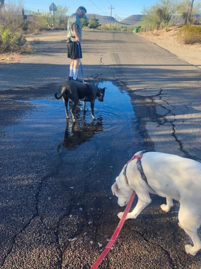Two dogs enjoying a large puddle in the middle of the road during their walkies