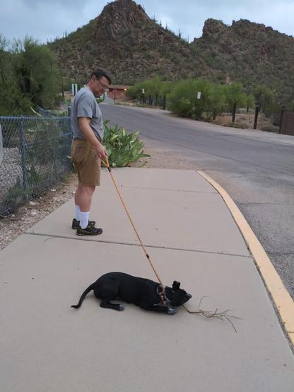 A new puppy who is supposed to be walking with her new papa is instead laying on the sidewalk to chew a branch.