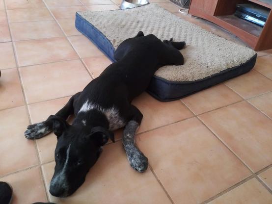 A puppy is laying half on and half off her dog bed, back legs splayed puppy style, looking cute
