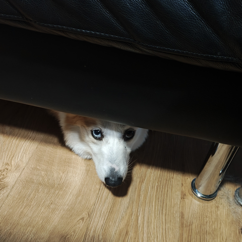Guimauve poking his head out from under the couch