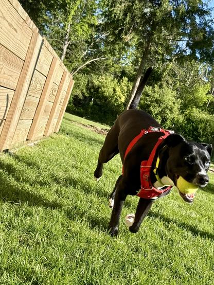 Bubbles the dog, running alongside a wooden tunnel, with a tennis ball clenched in her smiling mouth.
