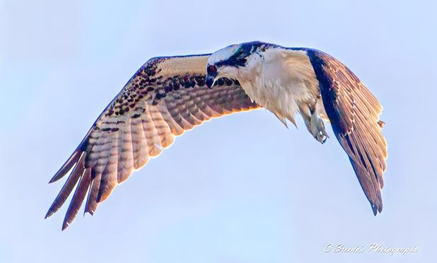 "This image captures the powerful and graceful presence of an osprey soaring through a vast blue sky. Its broad wings stretch wide, displaying an intricate pattern of dark brown and white feathers, each outlined in sunlight. The osprey’s head is slightly tilted downward, its amber eyes' piercing gaze scanning the land below. Its hooked beak, sharp and formidable, is poised for action. With its body mostly white, accented by rich brown markings, the bird embodies both elegance and strength. The contrast between the osprey’s wings and the brilliant sky makes it appear almost sculpted by the wind, gliding effortlessly through the air." - Copilot with edits