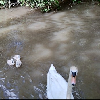 A swan and three goslings in a canal, outside a narrowboat's swan doors.

The water is murky with dappled sunlight. There's a bit of green vegetation in the photo, from the bank.