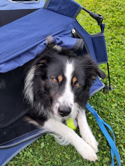 Border Collie ähnlicher Hund liegt in einer blauen Faltbox. Vorderpfoten und Kopf sind ausserhalb der Box und der Hund schaut mit entspanntem, aber aufmerksamen Gesichtsausdruck zum Betrachter.