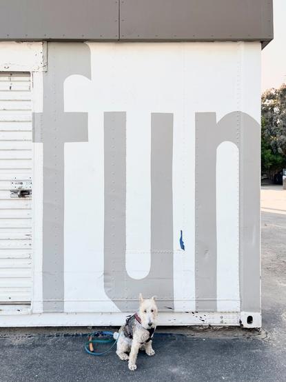 A dog sits in front of a large hand-painted sign that says “fun”.