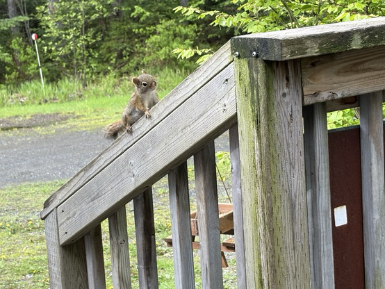 A photo of a Red Squirrel watching me sitting on the porch.